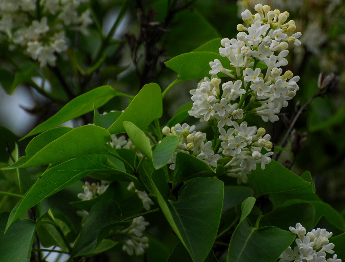 Syringa vulgaris